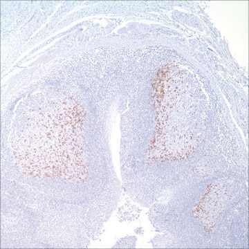 PD-1 (NAT105) Mouse Monoclonal Antibody