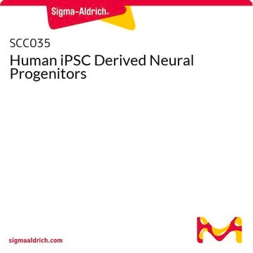 Human iPSC Derived Neural Progenitors