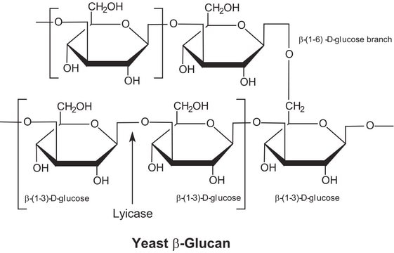 Lyticase from Arthrobacter luteus free of DNA contaminants, suitable for Microbiome research, &#8805;2000&#160;units/mg protein, lyophilized powder