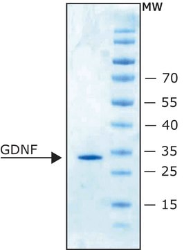 Glial Cell Line-derived Neurotrophic Factor human recombinant, expressed in E. coli, lyophilized powder, suitable for cell culture, &#8805;98% (SDS-PAGE)