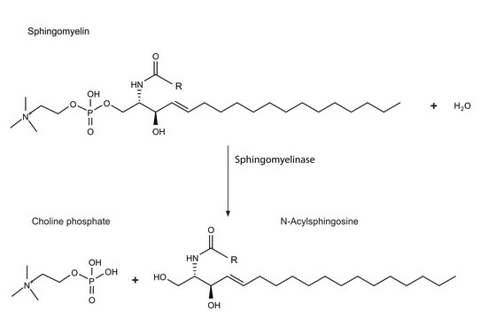 Sphingomyelinase from Staphylococcus aureus buffered aqueous glycerol solution, 100-300&#160;units/mg protein (Lowry)