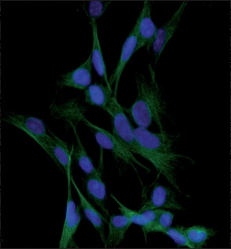 Anti-Tubulin, Tyrosine antibody, Mouse monoclonal clone TUB-1A2, purified from hybridoma cell culture