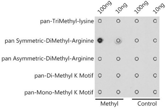 Anti-pan-Symmetric-Di-Methyl Arginine antibody produced in rabbit