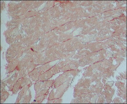 Anti-Nitric Oxide Synthase, Endothelial (1185-1205) antibody produced in rabbit IgG fraction of antiserum, buffered aqueous solution