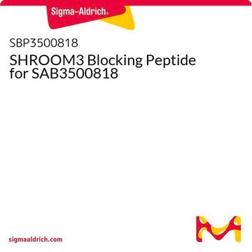 SHROOM3 Blocking Peptide for SAB3500818