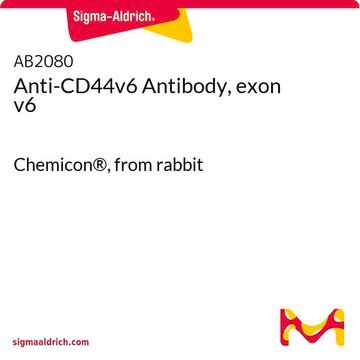 Anti-CD44v6 Antibody, exon v6 Chemicon&#174;, from rabbit