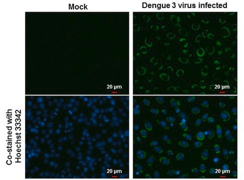 Monoclonal Anti-Dengue virus NS3 protein antibody produced in mouse clone GT2811, affinity isolated antibody