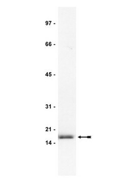 Anti-FGF-2/basic FGF Antibody, clone bFM-2 clone bFM-2, Upstate&#174;, from mouse