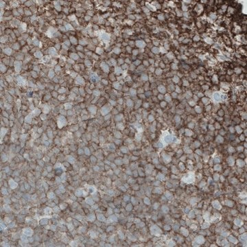 Monoclonal Anti-CD45 antibody produced in mouse Prestige Antibodies&#174; Powered by Atlas Antibodies, clone CL0159, purified immunoglobulin, buffered aqueous glycerol solution