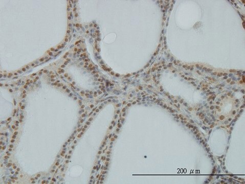 Monoclonal Anti-POLR1C antibody produced in mouse clone 3A5-H2, purified immunoglobulin, buffered aqueous solution