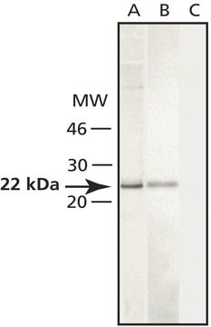 Anti-Caveolin-1 antibody produced in rabbit affinity isolated antibody, buffered aqueous solution