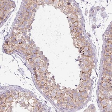 Anti-PNLDC1 antibody produced in rabbit Prestige Antibodies&#174; Powered by Atlas Antibodies, affinity isolated antibody, buffered aqueous glycerol solution