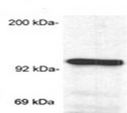 Anti-Glucocorticoid Receptor (Ab-2) Mouse mAb (BuGR2) lyophilized, clone BuGR2, Calbiochem&#174;