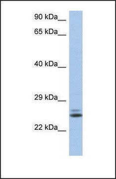 Anti-RAB15, (N-terminal) antibody produced in rabbit affinity isolated antibody