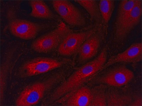 Anti-GADD45A (12-25) antibody produced in rabbit IgG fraction of antiserum, buffered aqueous solution