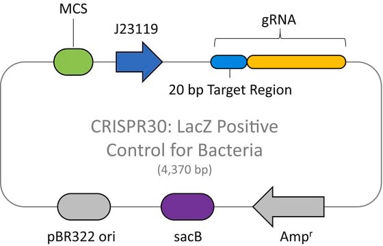 CRISPR LacZ Positive Control plasmid for Bacteria