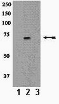 Anti-phospho-Src (Tyr418) Antibody Upstate&#174;, from rabbit