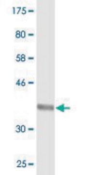 Monoclonal Anti-SEC24D antibody produced in mouse clone 2D4, purified immunoglobulin, buffered aqueous solution