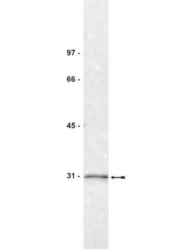 Anti-14-3-3&#963; Antibody, clone CS112-2A8 clone CS112-2A8, Upstate&#174;, from mouse