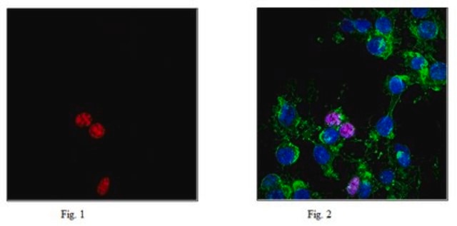 Anti-phospho Histone H2A.X (Ser139) Antibody, clone JBW301, Alexa Fluor&#8482; 647 clone JBW301, 0.5&#160;mg/mL, from mouse