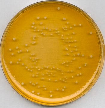 GranuCult&#174; plus Universal beer agar for Brettanomyces/Dekkera spp., suitable for microbiology