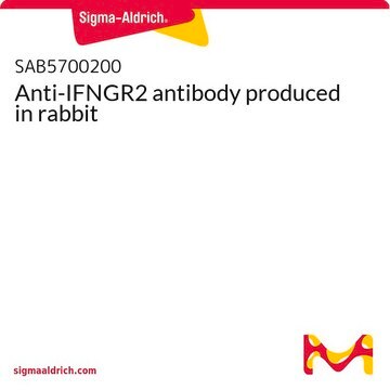 Anti-IFNGR2 antibody produced in rabbit