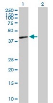 Anti-HLA-C antibody produced in mouse purified immunoglobulin, buffered aqueous solution