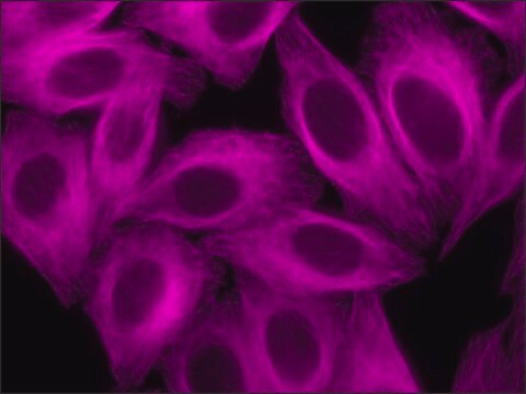 Anti-Mouse IgG (H+L), CF&#8482; 647 antibody produced in goat ~2&#160;mg/mL, affinity isolated antibody