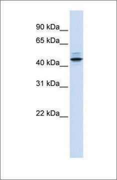 Anti-PSMC3 (ab1) antibody produced in rabbit affinity isolated antibody