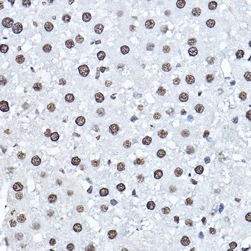 Anti- Twist antibody produced in rabbit