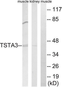 Anti-TSTA3 antibody produced in rabbit affinity isolated antibody