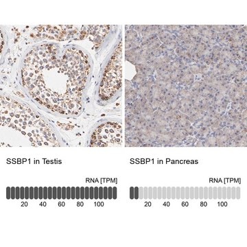 Anti-SSBP1 antibody produced in rabbit Prestige Antibodies&#174; Powered by Atlas Antibodies, affinity isolated antibody, buffered aqueous glycerol solution