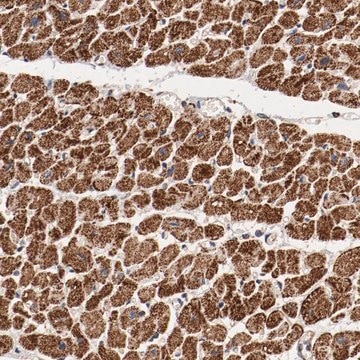 Anti-NDUFV2 antibody produced in rabbit Prestige Antibodies&#174; Powered by Atlas Antibodies, affinity isolated antibody, buffered aqueous glycerol solution