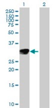 Anti-NTF3 antibody produced in rabbit IgG fraction of antiserum, buffered aqueous solution