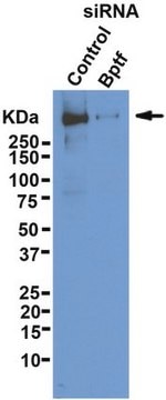 Anti-BPTF Antibody from rabbit, purified by affinity chromatography