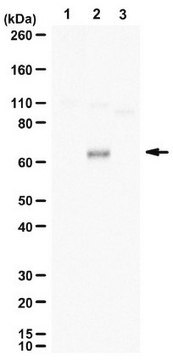 Anti-phospho TFEB (Ser142) from rabbit, purified by affinity chromatography