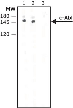 Monoclonal Anti-c-Abl antibody produced in mouse clone ABL-148, ascites fluid