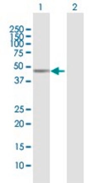 Anti-MICB antibody produced in mouse purified immunoglobulin, buffered aqueous solution