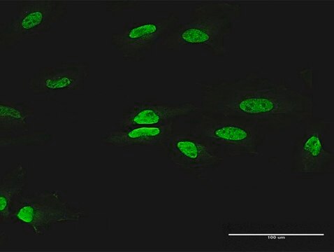 Anti-PAX2 antibody produced in rabbit purified immunoglobulin, buffered aqueous solution