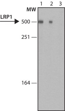 Monoclonal Anti-LRP1 antibody produced in mouse ~1.0&#160;mg/mL, clone LRP1-11, purified immunoglobulin, buffered aqueous solution