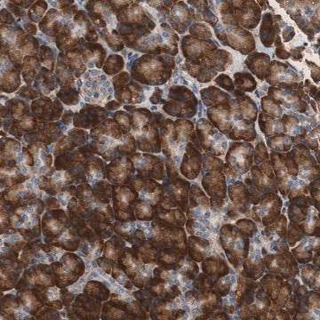 Anti-RPL35 antibody produced in rabbit Prestige Antibodies&#174; Powered by Atlas Antibodies, affinity isolated antibody, buffered aqueous glycerol solution