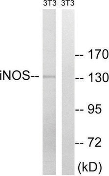 Anti-INOS antibody produced in rabbit affinity isolated antibody