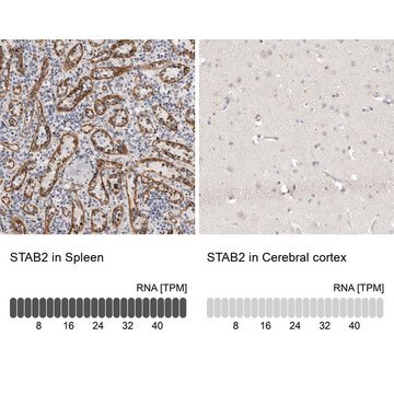 Anti-STAB2 antibody produced in rabbit Prestige Antibodies&#174; Powered by Atlas Antibodies, affinity isolated antibody, buffered aqueous glycerol solution