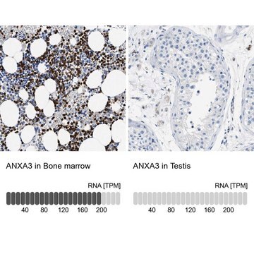 Anti-ANXA3 antibody produced in rabbit Prestige Antibodies&#174; Powered by Atlas Antibodies, affinity isolated antibody, buffered aqueous glycerol solution