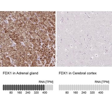 Anti-FDX1 antibody produced in rabbit Prestige Antibodies&#174; Powered by Atlas Antibodies, affinity isolated antibody, buffered aqueous glycerol solution