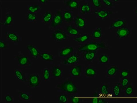 Monoclonal Anti-NFKB1 antibody produced in mouse clone 2E6, purified immunoglobulin, buffered aqueous solution