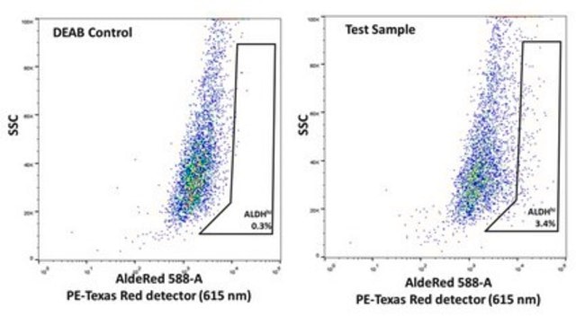 UM-SCC-104 HPV-16 Positive Squamous Carcinoma Cell Line UM-SCC-104 is a unique head and neck squamous carcinoma (HNSCC) cell line derived from a 56-year old male with a recurrent oral cavity tumor naturally infected with high-risk human papillomavirus (HPV-16).