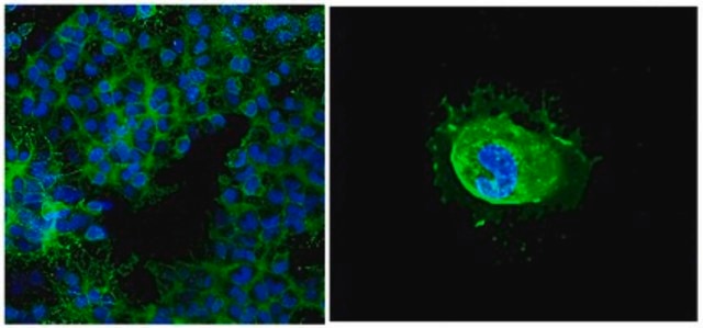 Anti-Galactocerebroside Antibody, clone mGalC, Alexa Fluor&#8482;488 Conjugate clone mGalC, from mouse, ALEXA FLUOR&#8482; 488