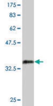 Monoclonal Anti-SP7 antibody produced in mouse clone 1C11, purified immunoglobulin, buffered aqueous solution