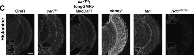 Anti-Histamine antibody produced in rabbit affinity isolated antibody, buffered aqueous solution